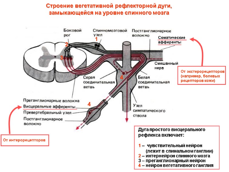 Строение вегетативной рефлекторной дуги, замыкающейся на уровне спинного мозга Дуга простого висцерального  рефлекса